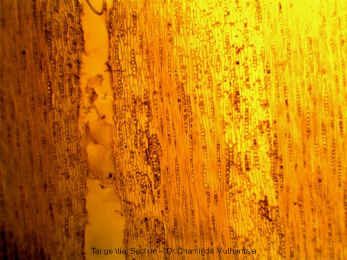 Cassia fistula L.